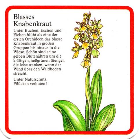 bad urach rt-bw olpp blumen 3b (quad180-blasses knabenkraut)